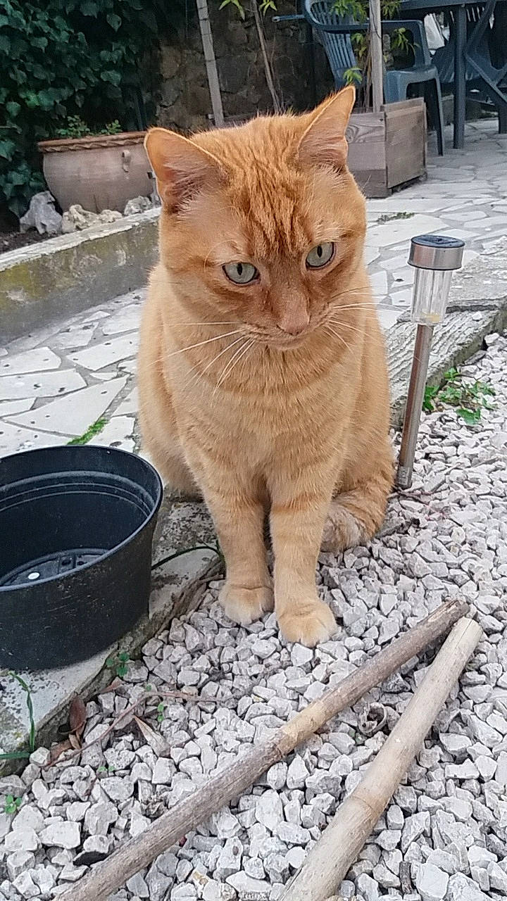 Zoulou a rejoint le concours — aidez-le/la à gagner de superbes lots ! carnivore, cat, domestic_short_haired_cat, eye, fawn, felidae, flooring, fur, grass, plant, road_surface, small_to_medium_sized_cats, snout, soil, tail, terrestrial_animal, tree, whiskers, window, wood