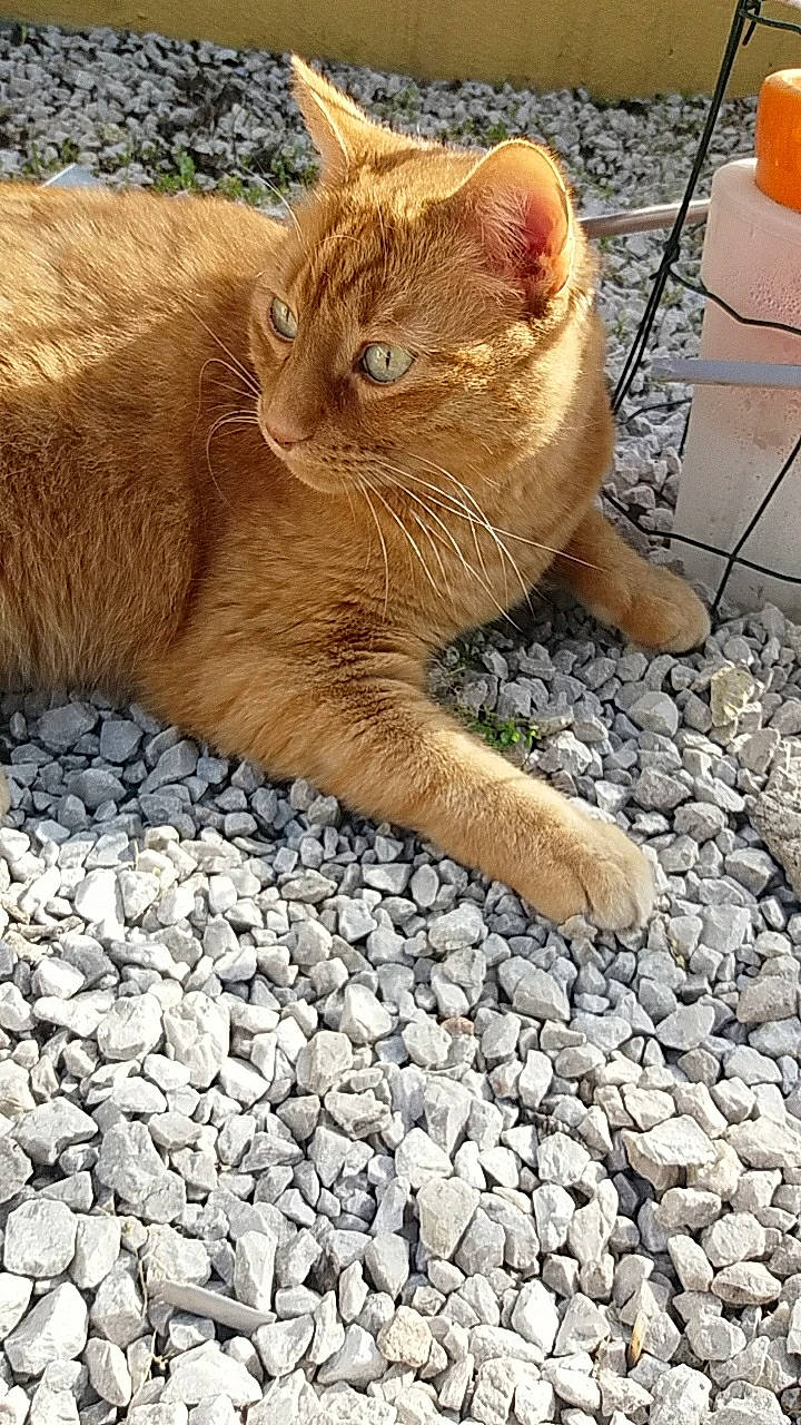 Zoulou a rejoint le concours — aidez-le/la à gagner de superbes lots ! carnivore, cat, claw, cobblestone, domestic_short_haired_cat, fawn, felidae, flooring, foot, human_leg, paw, road_surface, rock, small_to_medium_sized_cats, snout, soil, tail, terrestrial_animal, whiskers, wrinkle