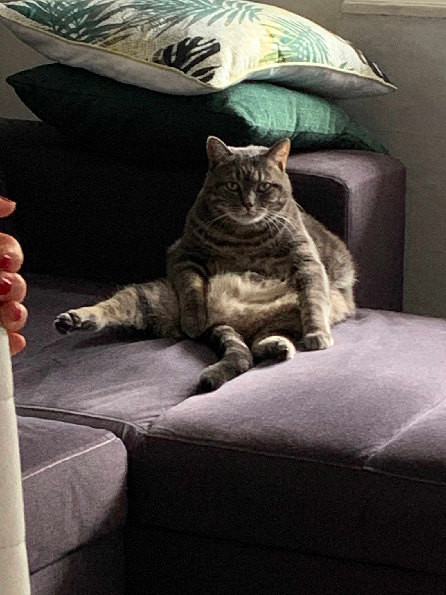 Paté