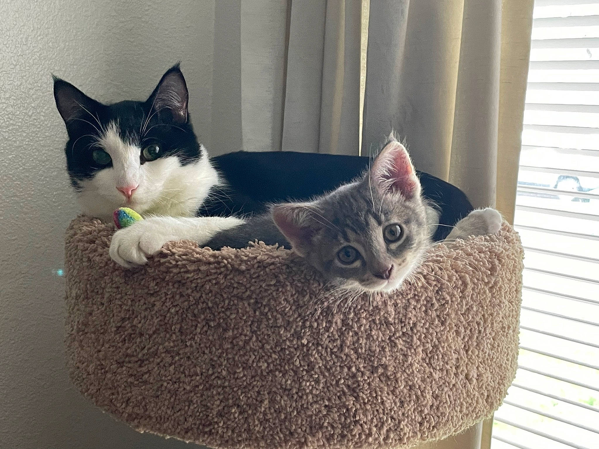 Mr. Frank N. Beans joined the competition — help win amazing prizes! basket, box, carnivore, cat, cat_bed, cat_furniture, cat_supply, comfort, domestic_short_haired_cat, fawn, felidae, fur, grey, paw, pet_supply, small_to_medium_sized_cats, snout, tail, whiskers, wood