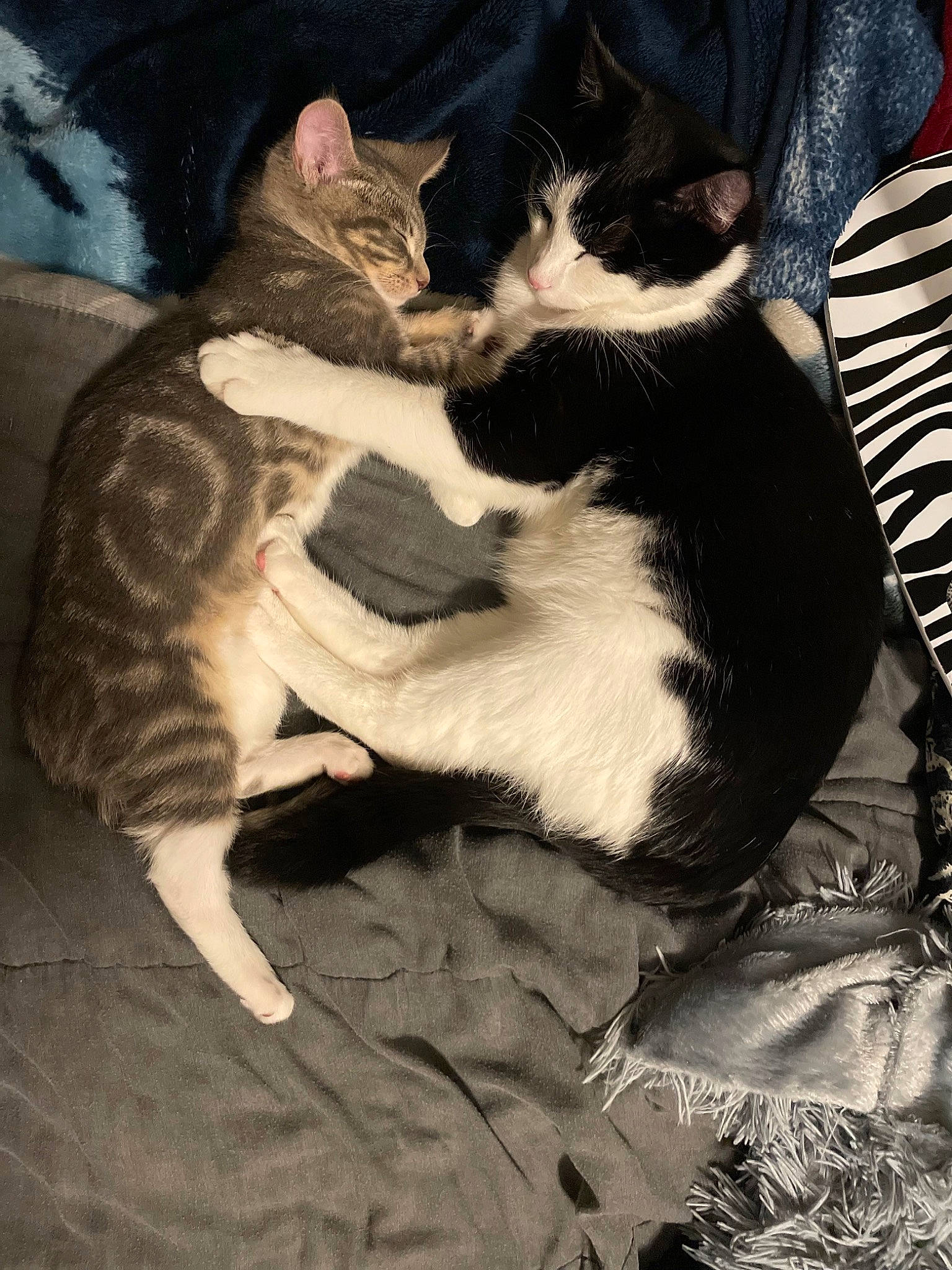 Mr. Frank N. Beans is registered to the contest to win money with this photo: carnivore, cat, claw, cloud, comfort, domestic_short_haired_cat, felidae, fur, human_leg, lap, monochrome, monochrome_photography, nap, paw, sky, sleep, small_to_medium_sized_cats, tail, tints_and_shades, whiskers