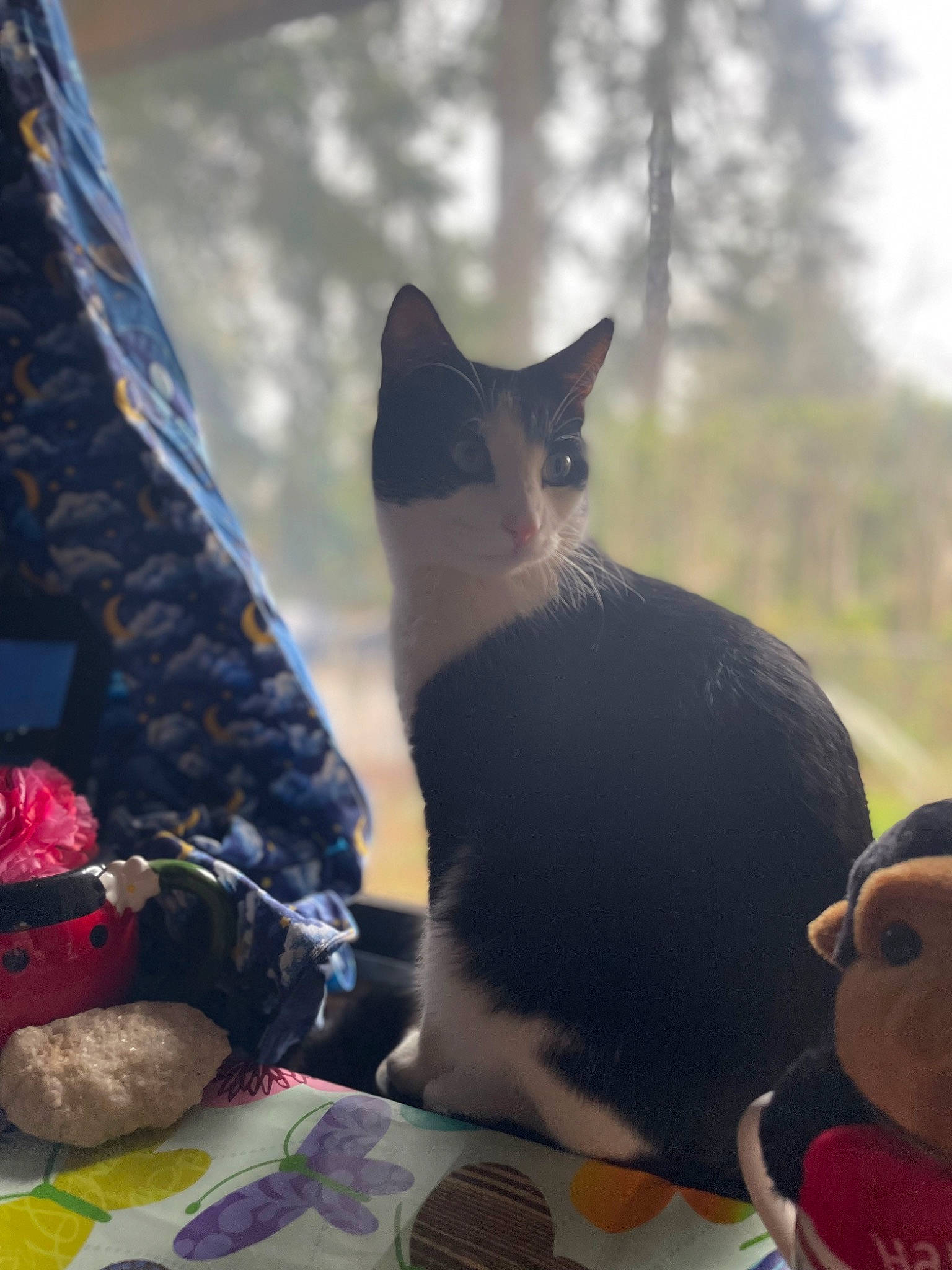 Mr. Frank N. Beans joined the competition — help win amazing prizes! carnivore, cat, domestic_short_haired_cat, felidae, fur, grass, happy, leisure, pattern, plant, recreation, sitting, small_to_medium_sized_cats, tail, tree, whiskers, winter, wood