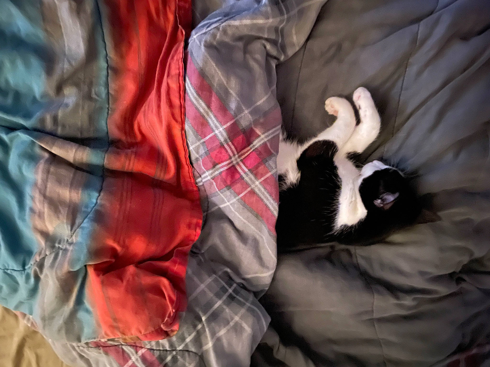 Mr. Frank N. Beans joined the competition — help win amazing prizes! canidae, carmine, carnivore, cat, comfort, companion_dog, dog_breed, felidae, fur, linens, pattern, plaid, room, sleeve, small_to_medium_sized_cats, sporting_group, tail, tartan, tints_and_shades, whiskers