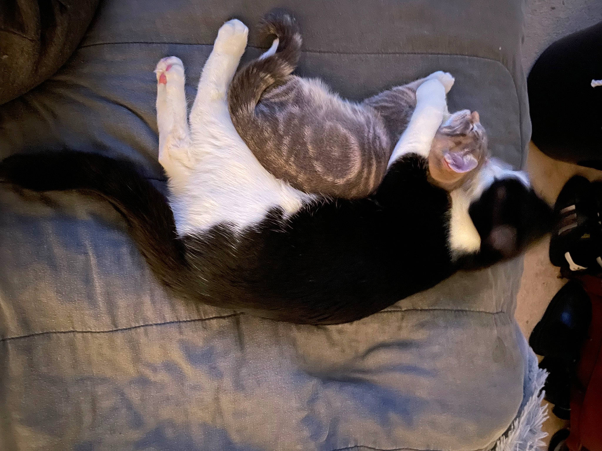 Mr. Frank N. Beans joined the competition — help win amazing prizes! canidae, carnivore, cat, claw, comfort, companion_dog, dog_breed, domestic_short_haired_cat, felidae, foot, fur, hardwood, nap, paw, small_to_medium_sized_cats, snout, sporting_group, tail, whiskers, wood