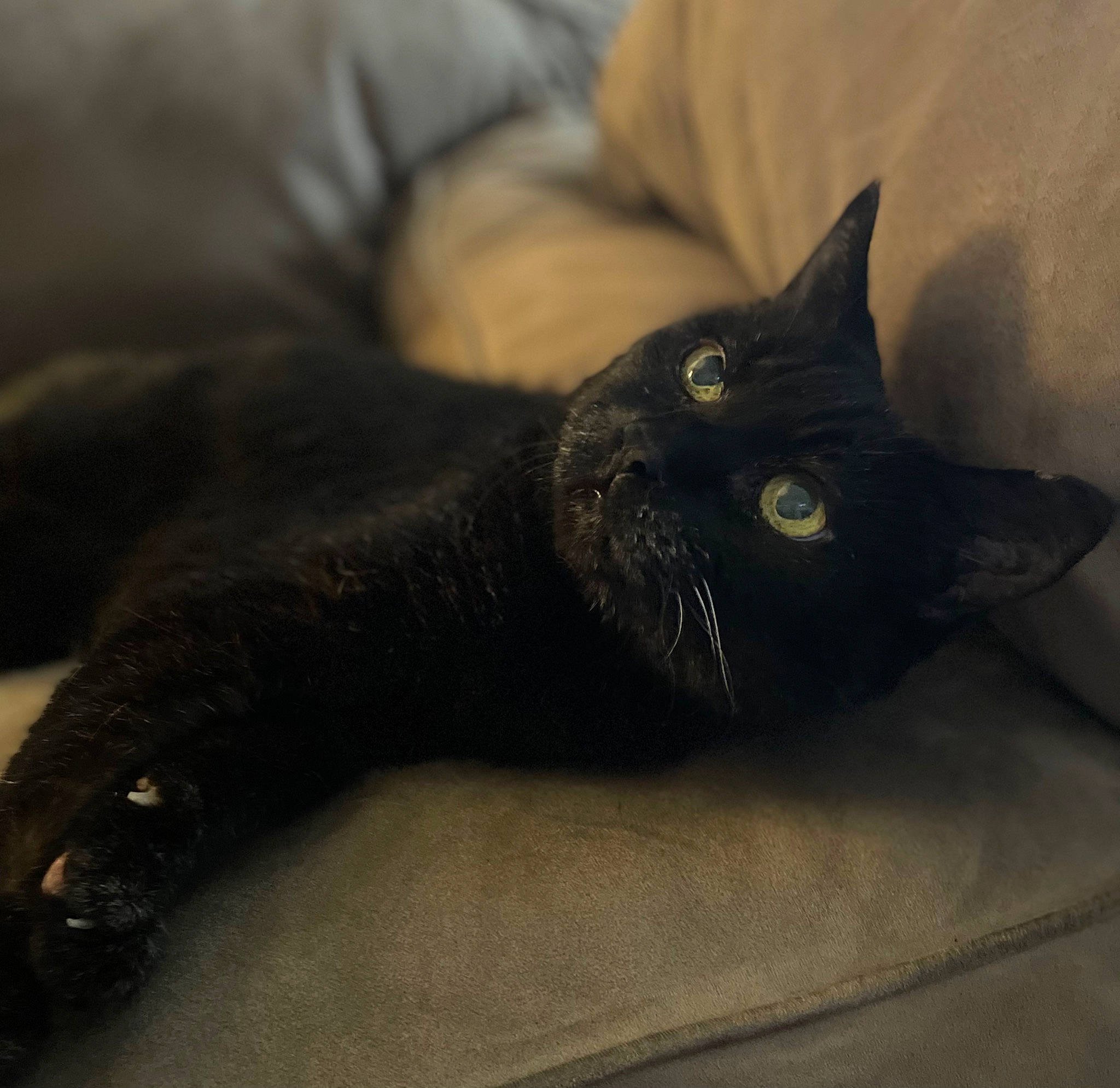 Xena Warrior Princess