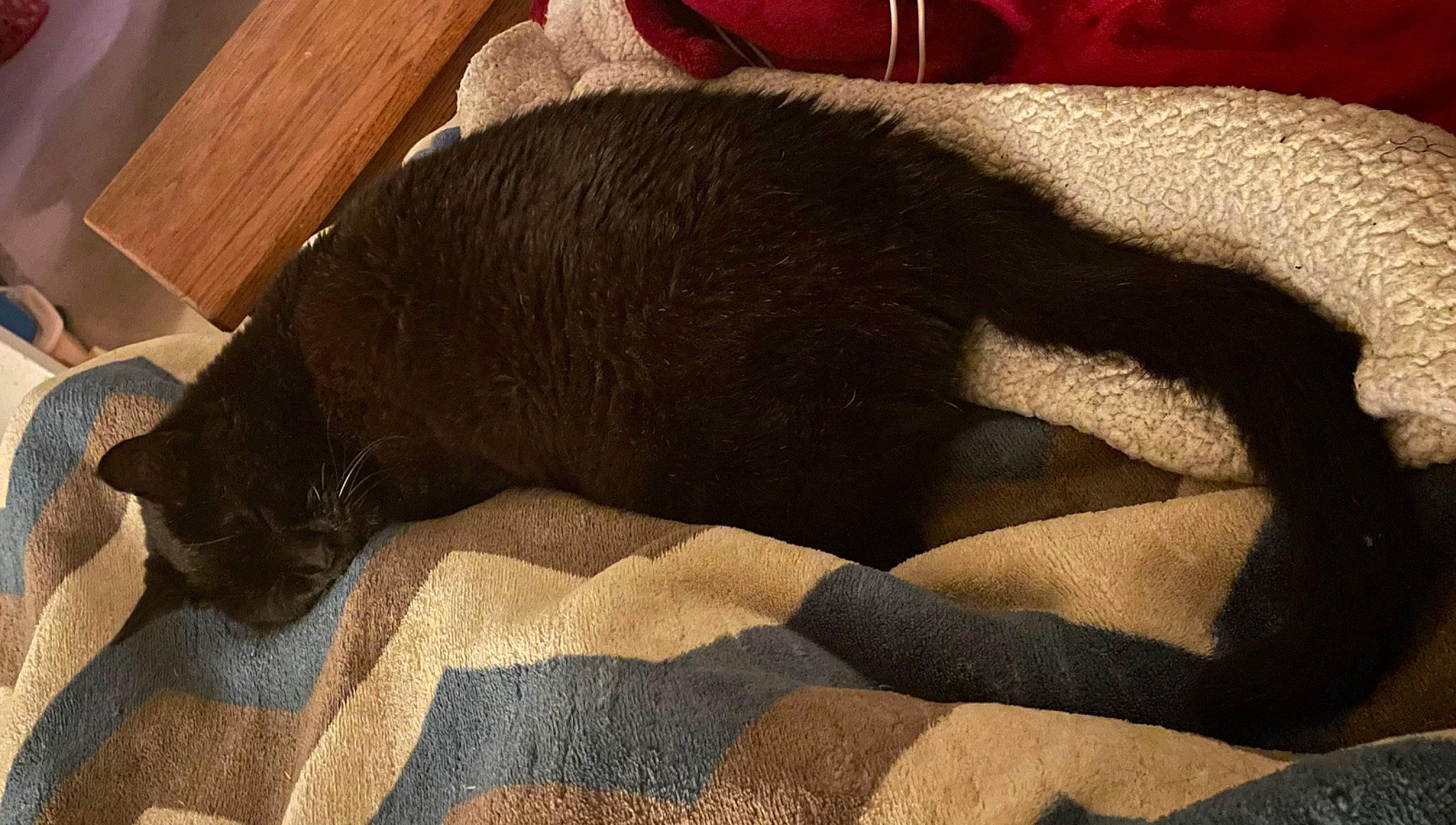 Xena Warrior Princess is registered to the contest to win money with this photo: brown, canidae, carnivore, cat, claw, comfort, dog_breed, felidae, flooring, fur, hardwood, nap, small_to_medium_sized_cats, snout, sporting_group, tail, terrestrial_animal, tints_and_shades, whiskers, wood