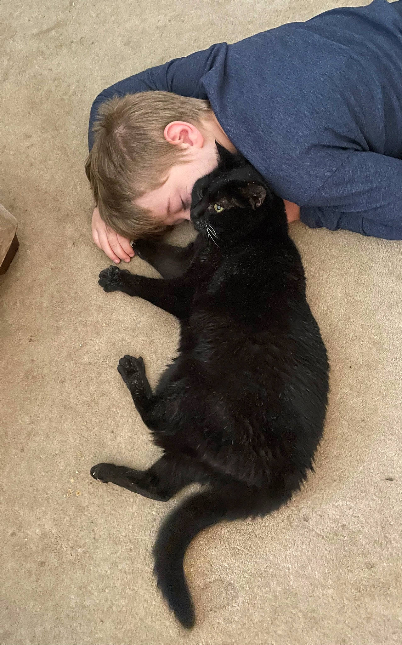 Xena Warrior Princess joined the competition — help win amazing prizes! black_cat, bombay, canidae, carnivore, cat, comfort, companion_dog, dog_breed, felidae, flooring, fur, gesture, paw, sitting, small_to_medium_sized_cats, snout, sporting_group, tail, terrestrial_animal, whiskers