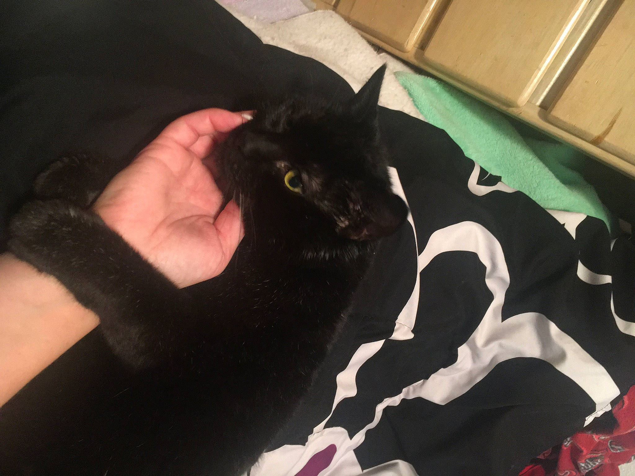 Xena Warrior Princess joined the competition — help win amazing prizes! black_cat, bombay, carnivore, cat, comfort, dog_breed, domestic_short_haired_cat, felidae, flooring, fur, gesture, hand, nail, pattern, sleeve, small_to_medium_sized_cats, tail, terrestrial_animal, whiskers, wrist