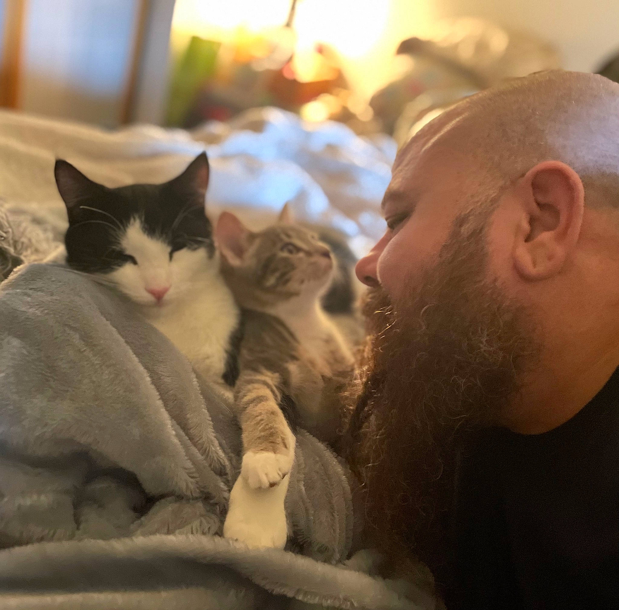 Merciful Miss Freyja is registered to the contest to win money with this photo: beard, carnivore, cat, comfort, domestic_short_haired_cat, ear, felidae, fur, gesture, happy, lap, moustache, paw, sitting, small_to_medium_sized_cats, textile, tree, whiskers, wood