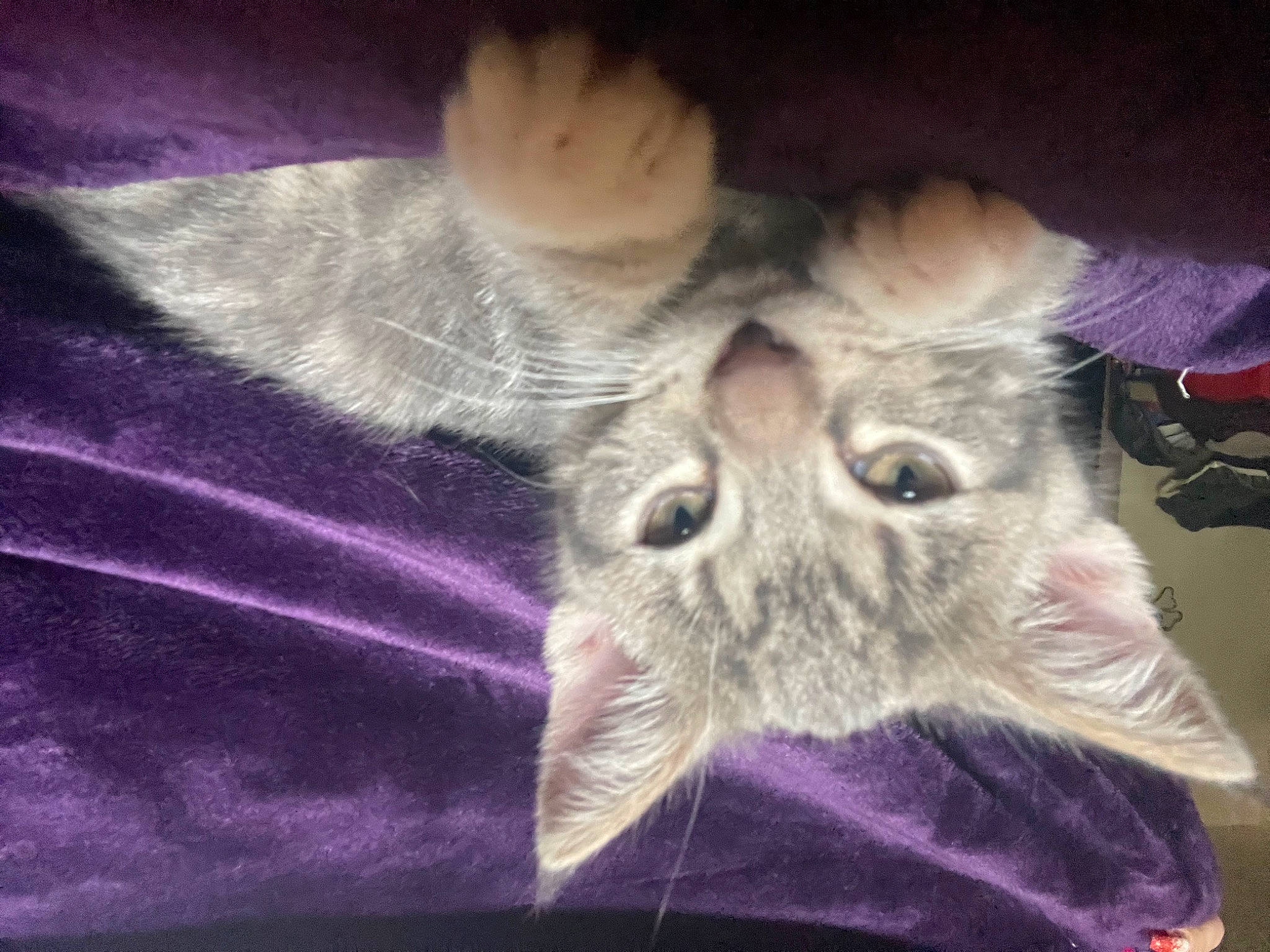 Merciful Miss Freyja is registered to the contest to win money with this photo: carnivore, cat, claw, cloud, domestic_short_haired_cat, electric_blue, felidae, fur, paw, photo_caption, plant, sky, small_to_medium_sized_cats, snout, tail, whiskers