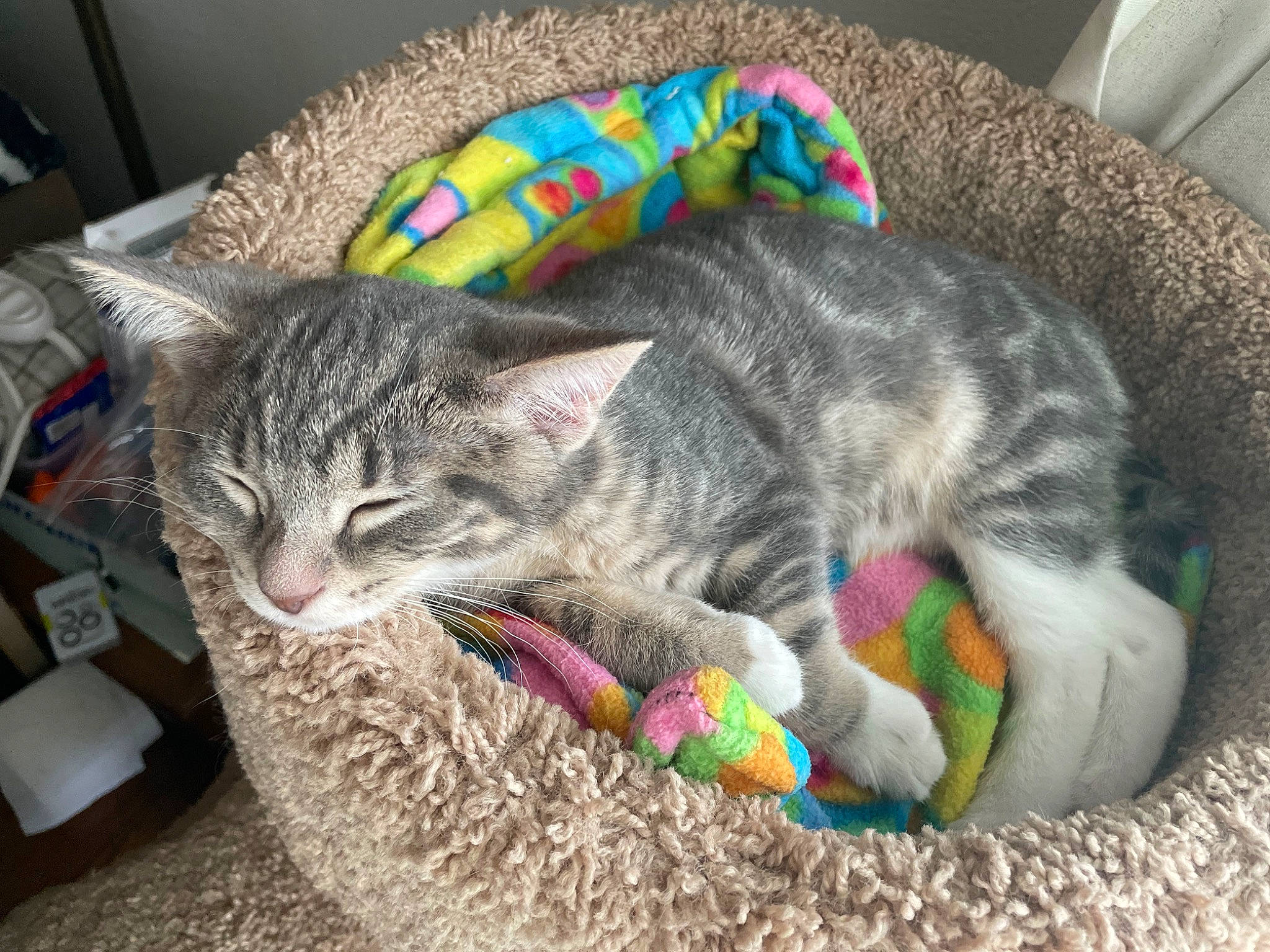 Merciful Miss Freyja is registered to the contest to win money with this photo: carnivore, cat, cat_bed, cat_supply, claw, comfort, couch, domestic_short_haired_cat, felidae, fur, grass, mammal, nap, paw, pet_supply, small_to_medium_sized_cats, snout, tail, vertebrate, whiskers