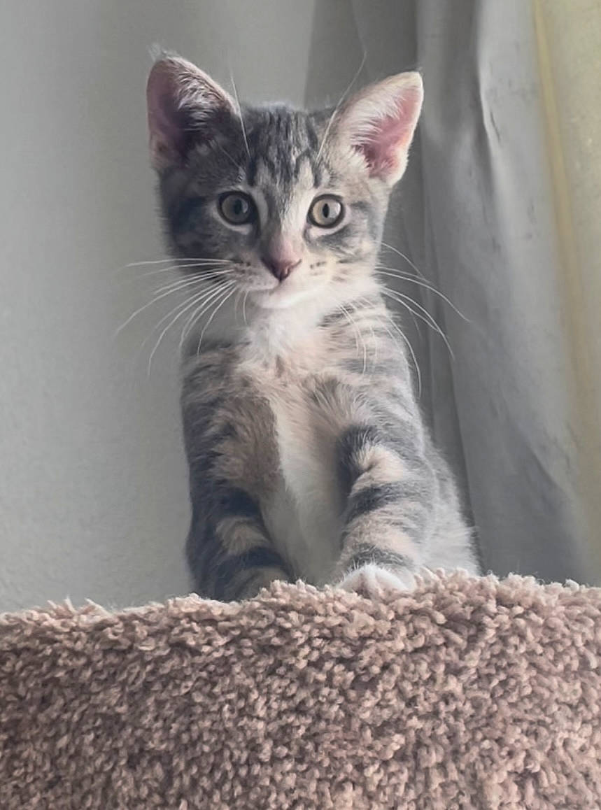 Merciful Miss Freyja