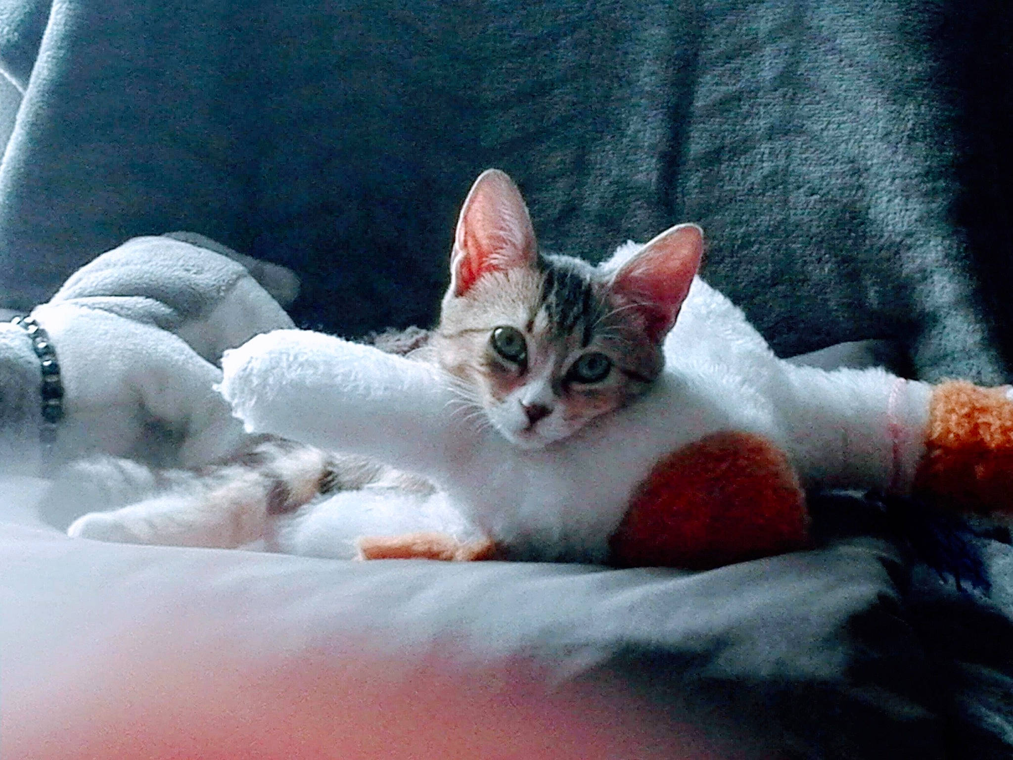 Bicha participe au concours pour gagner de l'argent avec cette photo : carnivore, cat, cat_supply, claw, comfort, domestic_short_haired_cat, eye, fawn, felidae, fur, grey, linens, nap, paw, sitting, small_to_medium_sized_cats, snout, tail, textile, whiskers