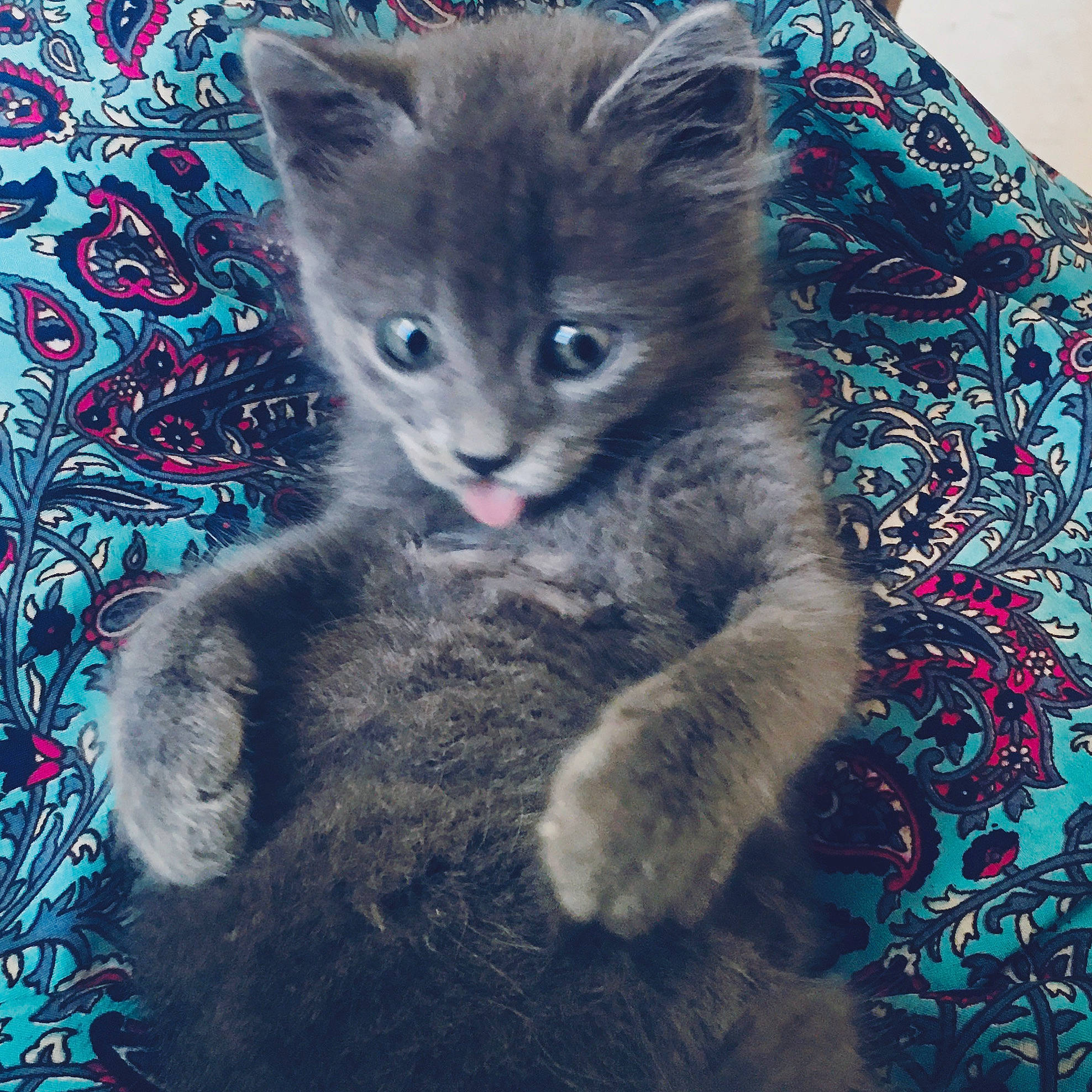 Grisou participe au concours pour gagner de l'argent avec cette photo : art, azure, carnivore, cat, claw, comfort, domestic_short_haired_cat, electric_blue, eye, felidae, fur, grey, pattern, paw, russian_blue, small_to_medium_sized_cats, snout, tail, terrestrial_animal, whiskers