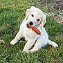 carrot, chewing, cute, dog, eye_contact, fluffy, fur, garden, golden_retriever, grass, lawn, mouth, nature, outdoor, pet, playful, puppy, sitting, soil, young