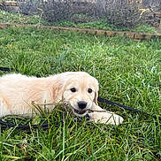 Atlas participe au concours pour gagner de l'argent avec cette photo : puppy, golden_retriever, dog, grass, outdoor, playful, stick, nature, pet, young, animal, cute, garden, leash, fur, canine, lying_down, greenery, daylight, chewing