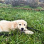 puppy, golden_retriever, dog, grass, outdoor, playful, stick, nature, pet, young, animal, cute, garden, leash, fur, canine, lying_down, greenery, daylight, chewing
