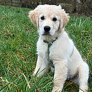 Atlas participe au concours pour gagner de l'argent avec cette photo : collar, cute, dog, ears, eyes, field, fur, golden_retriever, grass, green_grass, harness, nature, nose, outdoor, paws, pet, portrait, puppy, sitting, trees
