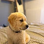 Atlas participe au concours pour gagner de l'argent avec cette photo : puppy, dog, golden_retriever, bed, blanket, indoor, pet, cute, fluffy, collar, fur, side_profile, young, animal, domestic_animal, resting, soft_light, cozy, home, portrait