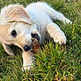 Atlas participe au concours pour gagner de l'argent avec cette photo : chewing, close_up, cute, dog, ear, fur, golden_retriever, grass, green_grass, lying, nose, outdoors, paw, pet, playful, portrait, puppy, snout, stick, young