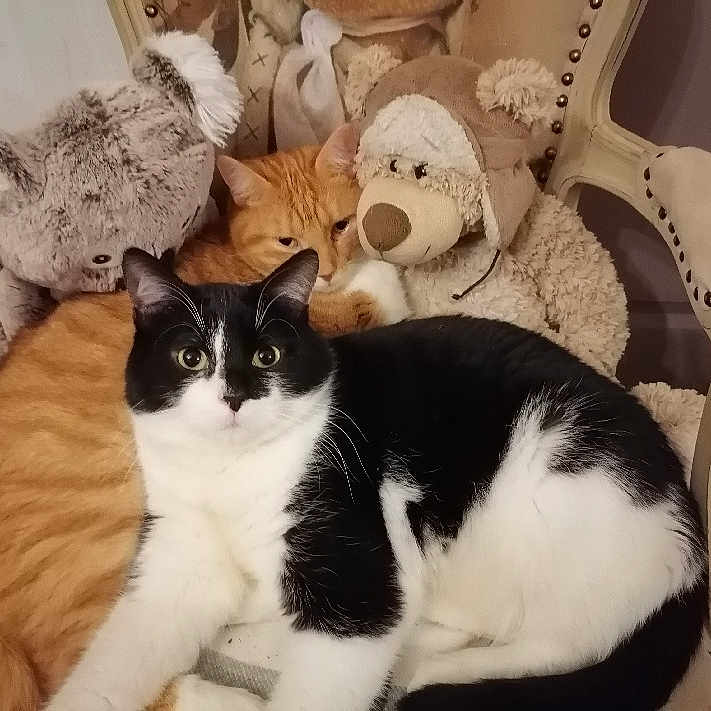 Milkynis a rejoint le concours — aidez-le/la à gagner de superbes lots ! animal, armchair, black_and_white_cat, cat, comfort, companions, cozy, cute, domestic, fluffy, furniture, home, indoor, mammal, orange_cat, pets, relaxing, resting, soft_toys, stuffed_animals