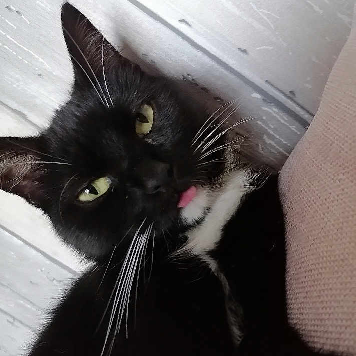 Poupée a rejoint le concours — aidez-le/la à gagner de superbes lots ! animal, background, black_and_white, black_cat, cat, cheeky, close_up, curious, cute, feline, fur, green_eyes, indoor, pet, portrait, relaxed, texture, tongue_out, whiskers, white_whiskers