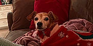 Ellie is registered to the contest to win money with this photo: animal, blanket, brown, christmas, couch, cozy, cute, decor, dog, fur, holiday, home, indoor, living_room, pet, pillow, red, relaxed, sweater, winter