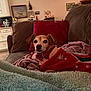 animal, blanket, brown, christmas, couch, cozy, cute, decor, dog, fur, holiday, home, indoor, living_room, pet, pillow, red, relaxed, sweater, winter