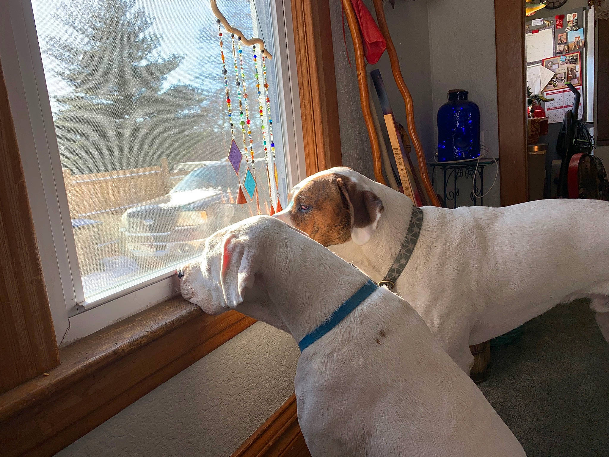 Angus joined the competition — help win amazing prizes! carnivore, collar, comfort, companion_dog, curtain, dog, dog_breed, dog_collar, dog_supply, fawn, house, pet_supply, sash_window, sporting_group, tail, tree, window, window_treatment, wood, working_animal