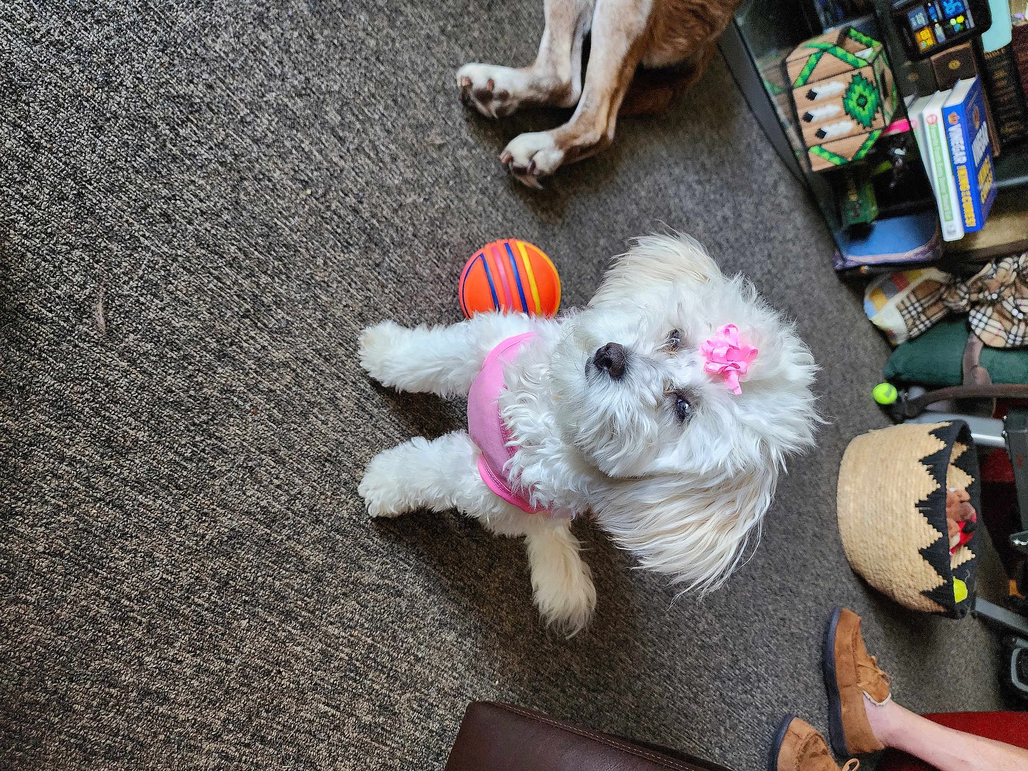 Lilly Belle
