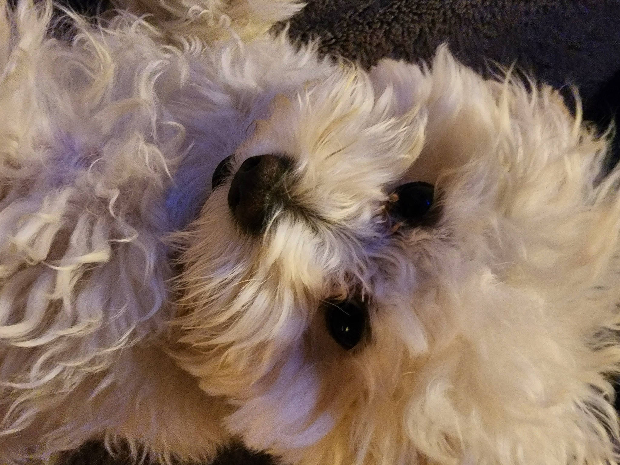 Lilly Belle is registered to the contest to win money with this photo: canidae, carnivore, companion_dog, dog, dog_breed, eye, fawn, fur, maltepoo, puppy_love, shih_poo, small_terrier, snout, sporting_group, terrier, toy, toy_dog, water_dog, working_animal, yorkipoo