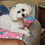 dog, white_dog, curly_fur, bow, couch, blanket, indoor, pet, looking_at_camera, furniture, cozy, arm, wall_decor, relaxed, small_dog, pillow, table, home, cute, animal