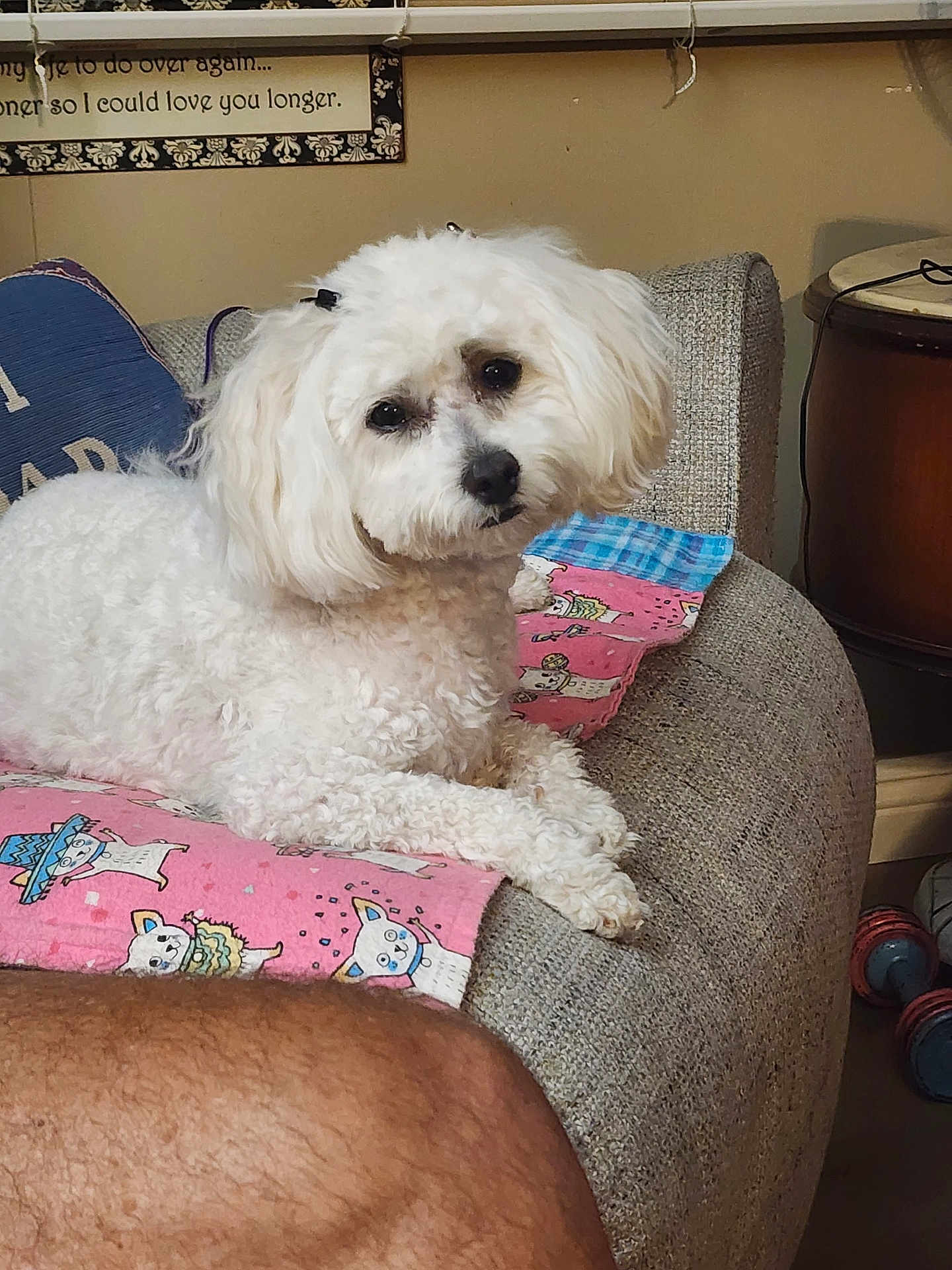 Lilly joined the competition — help win amazing prizes! dog, white_dog, curly_fur, bow, couch, blanket, indoor, pet, looking_at_camera, furniture, cozy, arm, wall_decor, relaxed, small_dog, pillow, table, home, cute, animal