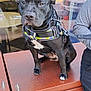 Angel is registered to the contest to win money with this photo: dog, black_dog, sitting, harness, leash, metal_box, window, reflection, outdoor, street, urban, building, sidewalk, pet, canine, waiting, resting, closeup, daylight, companion