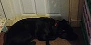 Angel is registered to the contest to win money with this photo: dog, black_dog, leash, carpet, door, indoor, animal, pet, resting, collar, floor, shadow, quiet, home, wall, knob, crate, sleeping, calm, still
