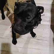 Angel joined the competition — help win amazing prizes! dog, black_dog, tactical_vest, indoor, wooden_floor, pet, animal, standing, shadow, floor, canine, fur, ears, collar, domestic_animal, companion, muzzle, paw, body, pet_accessory