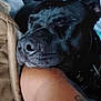 Angel is registered to the contest to win money with this photo: dog, black_dog, sleeping, resting, tattoo, arm, boot, blanket, clutter, indoor, closeup, pet, animal, snout, fur, nostrils, relaxed, comfort, peaceful, friendship