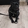 dog, black_dog, indoor, wooden_floor, harness, leash, pet, animal, canine, floor, resting, calm, alert, domestic, companion, house, paw, white_marking, quiet, looking