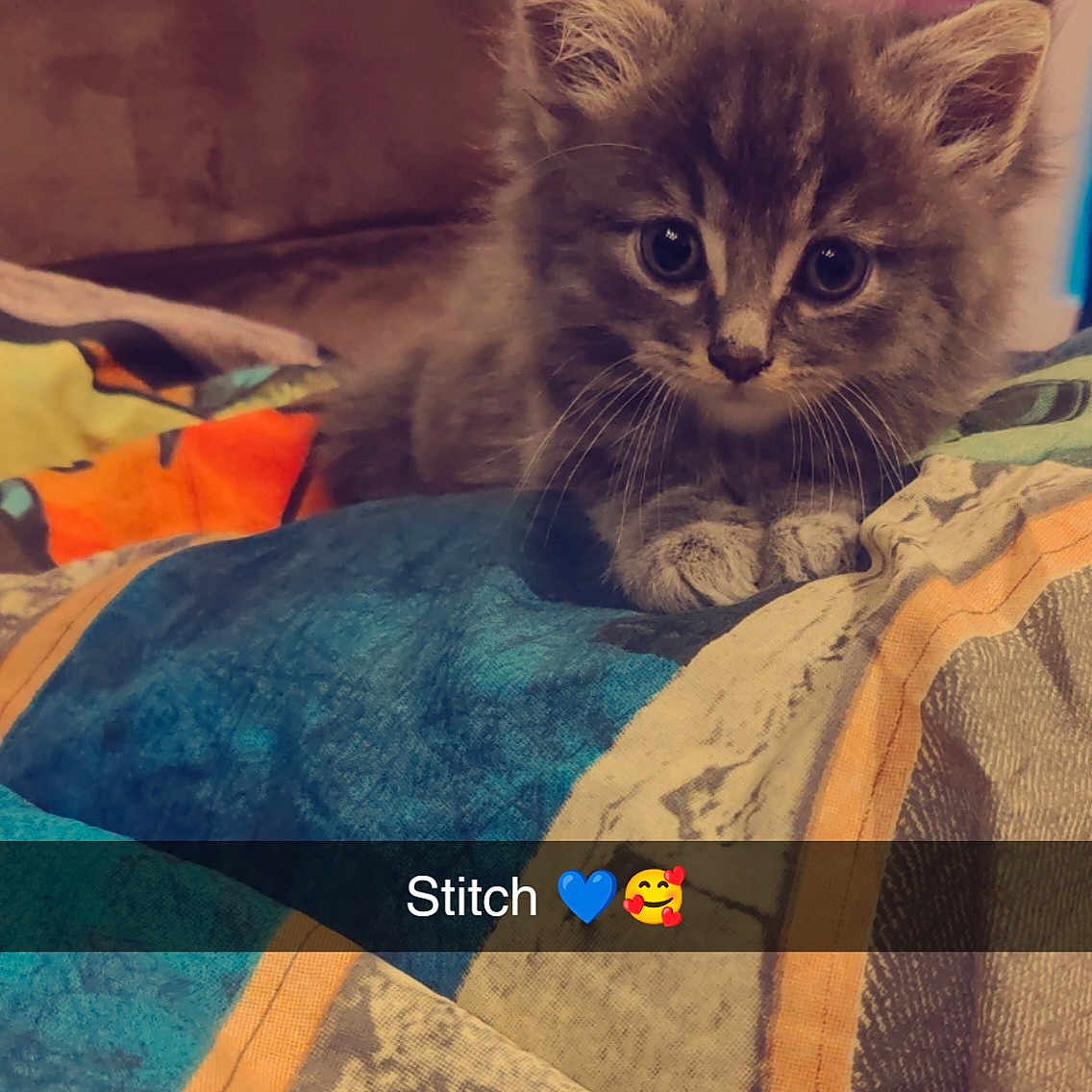 Stitch participe au concours pour gagner de l'argent avec cette photo : abyssinian, animal, bed, bedroom, blanket, cat, computer, couch, cushion, electronics, furniture, homedecor, indoors, kitten, linen, manx, pc, pet, quilt, room