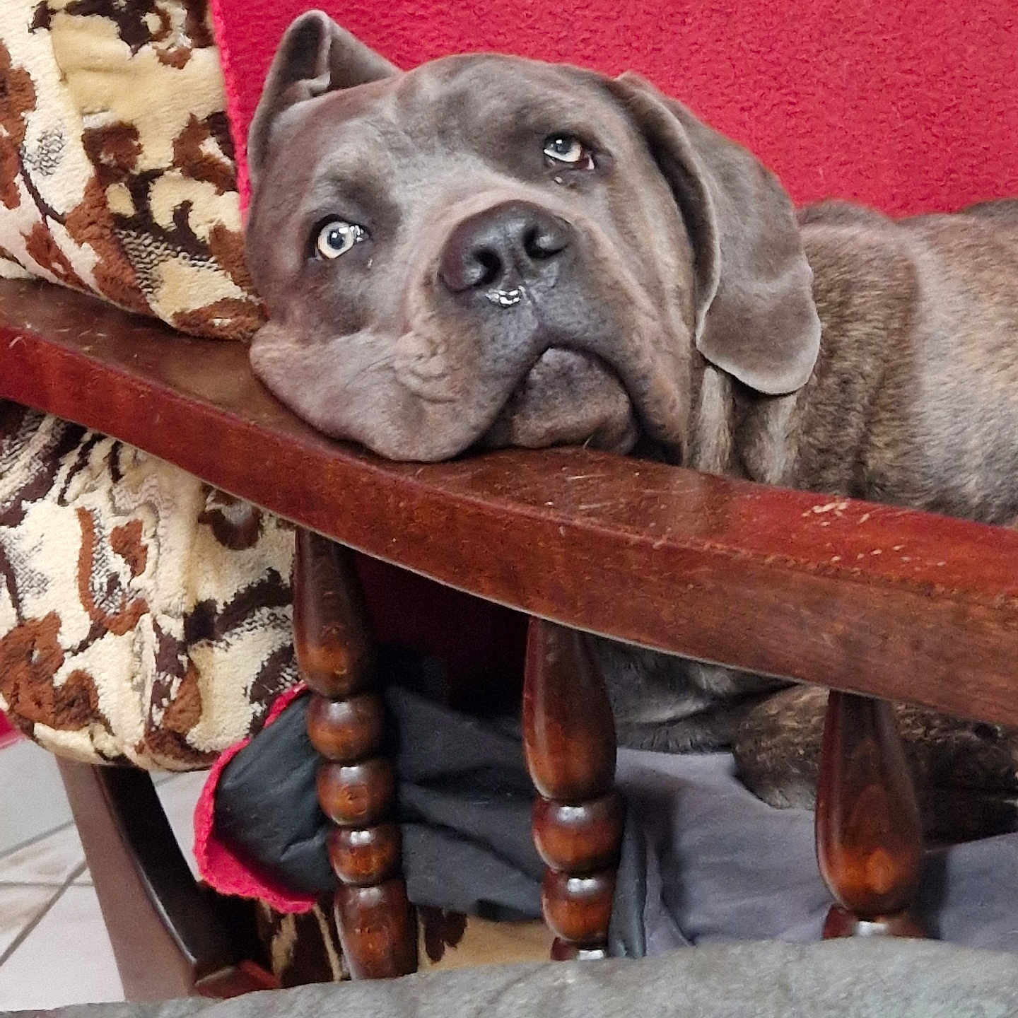 Arès participe au concours pour gagner de l'argent avec cette photo : animal, blanket, canine, closeup, comfort, dog, expression, face, fur, furniture, head, home, indoor, looking_up, pet, portrait, red_background, relaxed, resting, wooden_chair
