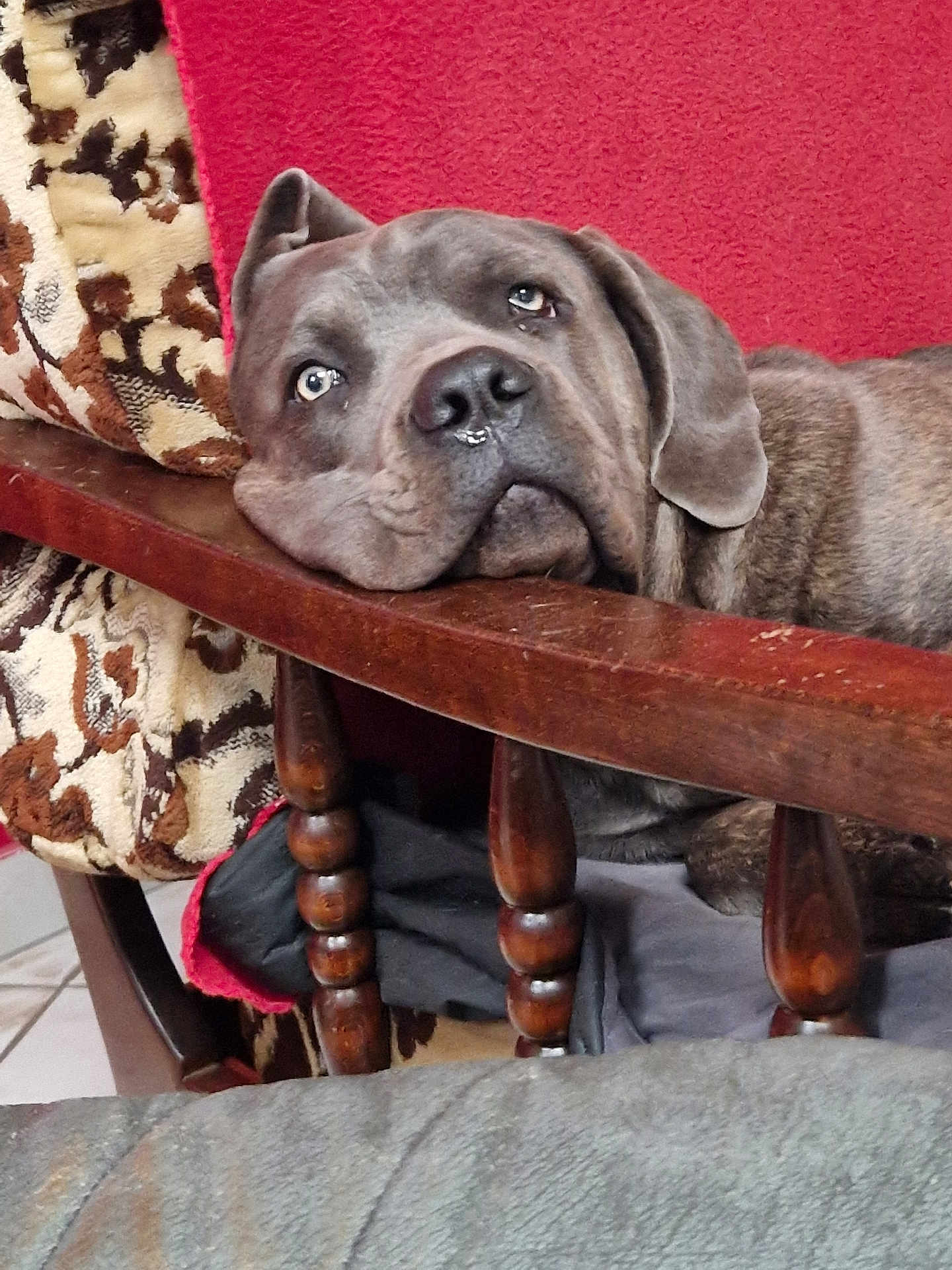 Arès participe au concours pour gagner de l'argent avec cette photo : dog, resting, wooden_chair, blanket, red_background, indoor, pet, canine, fur, animal, head, face, expression, closeup, comfort, relaxed, home, furniture, looking_up, portrait