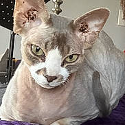 Mr. Bigglesworth is registered to the contest to win money with this photo: cat, devon_rex, pet, feline, close_up, indoor, purple_blanket, lamp, ears, green_eyes, curious, resting, animal, domestic_cat, fur, face, whiskers, home, cozy, looking