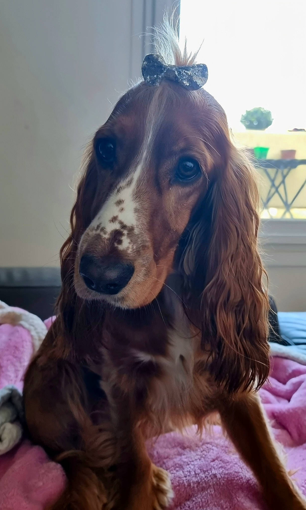 Rayban participe au concours pour gagner de l'argent avec cette photo : canidae, carnivore, companion_dog, dog, dog_breed, ear, fawn, fur, gun_dog, head, iris, liver, snout, spaniel, sporting_group, whiskers, working_animal, working_dog