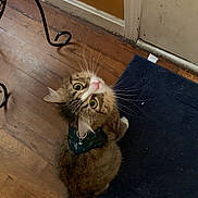 Rocket is registered to the contest to win money with this photo: cat, tabby, collar, indoor, wooden_floor, blue_mat, door, vent, pet, curious, whiskers, fur, tail, animal, looking_up, domestic, cute, feline, household, floor