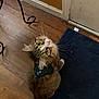 cat, tabby, collar, indoor, wooden_floor, blue_mat, door, vent, pet, curious, whiskers, fur, tail, animal, looking_up, domestic, cute, feline, household, floor