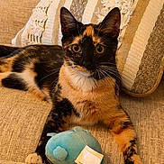 Cloudy is registered to the contest to win money with this photo: cat, tortoiseshell_cat, pet, animal, plush_toy, blue_toy, couch, cushion, beige, indoor, feline, whiskers, fur, relaxed, looking_at_camera, close_up, home, cozy, sitting, curious