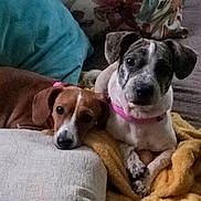 Charlotte And Libby is registered to the contest to win money with this photo: animal, ball, beagle, blanket, bulldog, canine, couch, cushion, dog, furniture, homedecor, hound, indoors, linen, pet, pointer, puppy, sport, tennis, tennisball