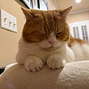 Walter is registered to the contest to win money with this photo: cat, orange_cat, white_cat, sleeping, napping, paws, indoor, cozy, close_up, feline, pet, fur, whiskers, soft_surface, relaxation, domestic_animal, cute, resting, animal, home