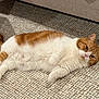 cat, orange, white, fur, pet, lying_down, carpet, indoor, relaxed, cute, whiskers, tail, ears, domestic_animal, mammal, floor, resting, animal, feline, home