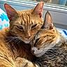 Romeoandjuliet is registered to the contest to win money with this photo: cat, cats, feline, snuggling, cozy, blanket, window, indoor, pets, animal, fur, tabby, orange_cat, resting, closeup, cute, companion, warm, relaxed, domestic
